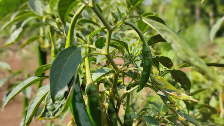 Ênhiang mmuiñ djuê ana Êđê