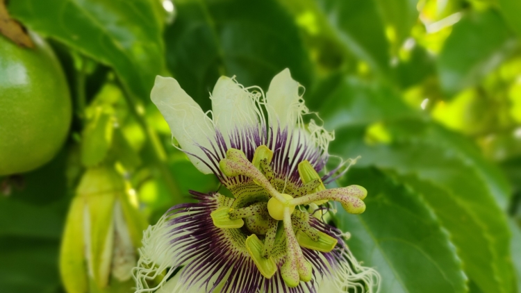 Kể chuyện ngày xưa (Yal yau)