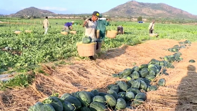 Lâm Đồng: Tăm rpŭng kai tăch an nar tết geh play âk 
