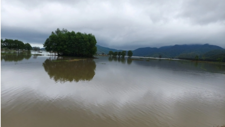 Phú Yên lâh 4000ha ha roo ha ọt ha pruốt nong lịt