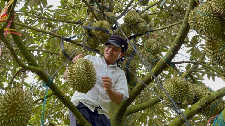 Dak Lak mơjiâng Khu pơkuâ ngăn pêi pêt plâi sầu riêng