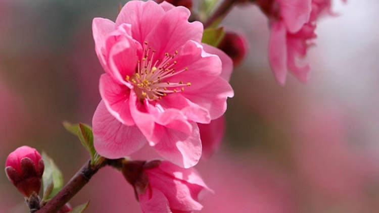 CHƯƠNG TRÌNH KHAY HENG TIỂNG TÀY NÙNG  (Thứ Sáu 10/02/2023)