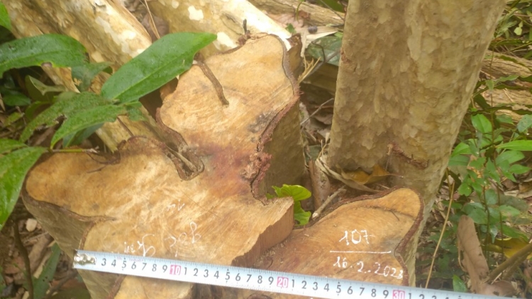 Gia Lai: Phung knĕ tlĕ kyâo druôm leh truh 125 phŭn kyâo dliê 