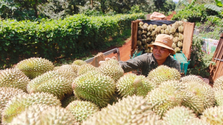 Pla lu phun sầu riêng amra ba truh lu tơlơi tơnap aka ƀu thâo hlâo 