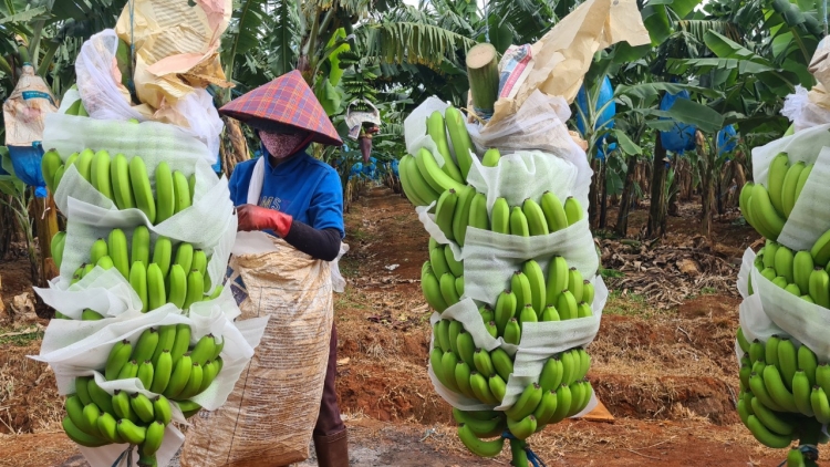 Gia Lai: 6.700 phun kyâo hơmâo jao mrô pioh ba sĭ mơdrô pơ tač rơngiao