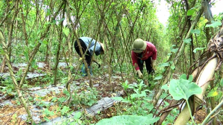 Phai paz nhây phiến