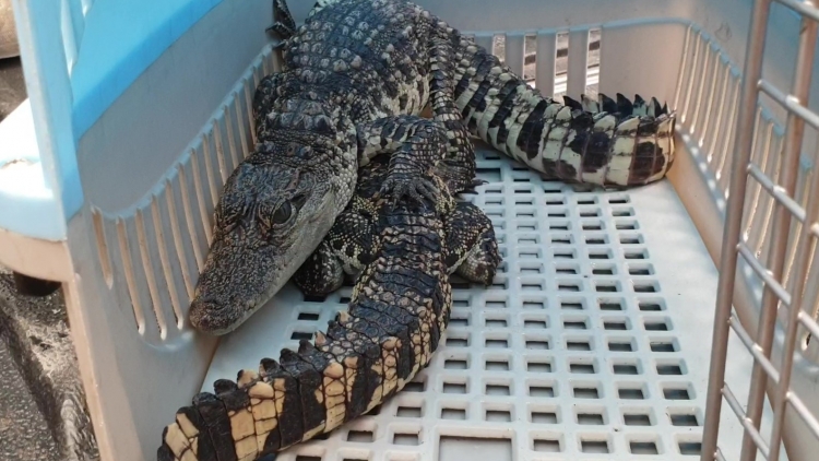 Quảng Trị: Bơơn lêy cá sấu đhị bh’nậ đác