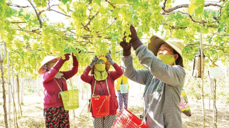 PATAGOK CHAT LUONG NHO NINH THUẬN