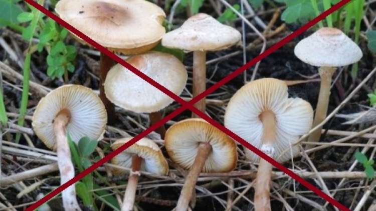 Cha tri crâng crêê độc, 1 cha năc lâh chêệt