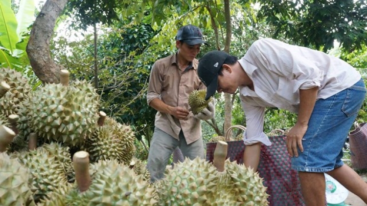 URANG NONG UAN TABUAN KAYUA BAOH KAYAU TAGOK YAOM