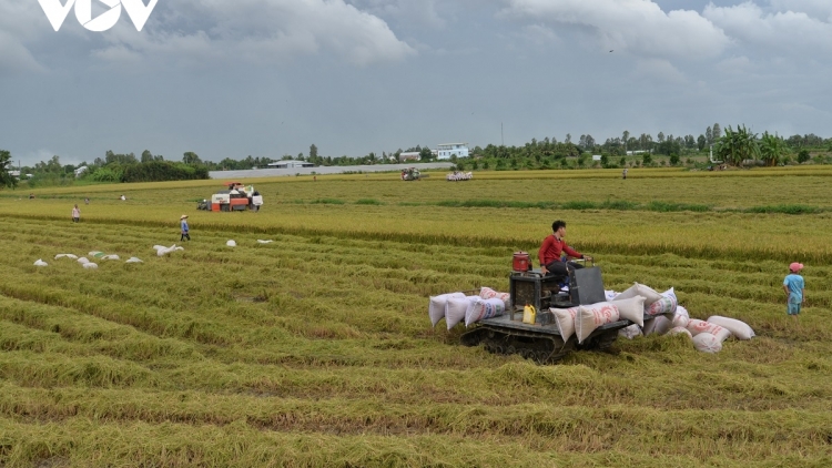 ការនាំចេញអង្ករមានស្ថិរភាព ស្រូវរដូវសម្រកនៅតំបន់ដីសណ្តទន្លេគឺវឡុងអំណោយផល និងលក់បានថ្លៃ។