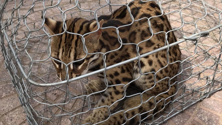 Quảng Bình: Đớp a đhăh dzăm pr’hăt chr’năp tơợ đha nuôr pa đớp