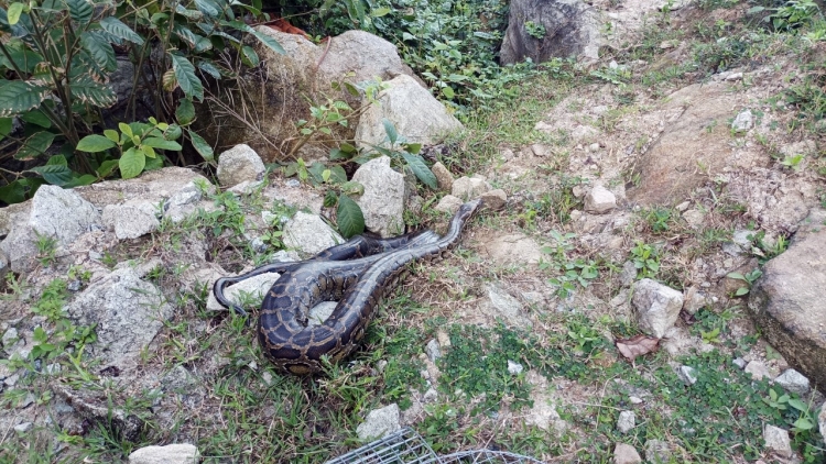 Quảng Nam: P’loh 13 p’nong a đhăh dzăm chô ooy crâng Cù Lao Chàm