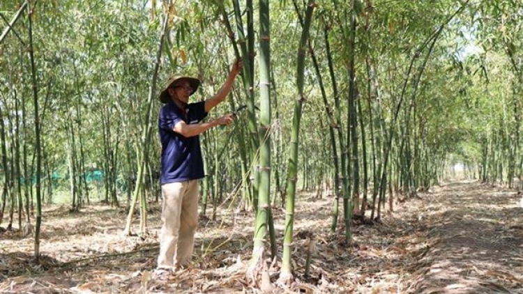 JALAN NAO BAHRAU PALA KREIM TỨ QUÝ BA JIEN TAME RILO DI NINH THUAN