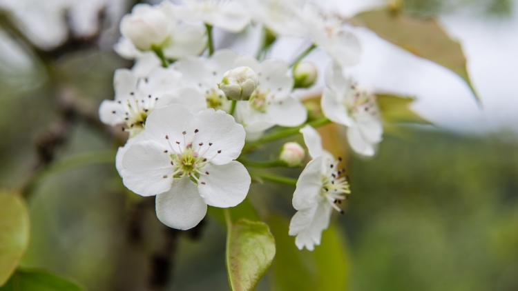 CHƯƠNG TRÌNH KHAY HENG TIỂNG TÀY NÙNG  (Thứ Tư- Vằn 08/02/2023)