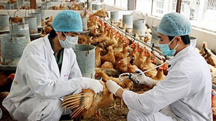 CÚM MENUK ADA  H5N1 KAN KANDAH YAU HABAR? 