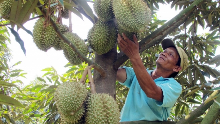 Lâm Đồng hnê tối ăm kuăn pơlê pôi tà po rơdâ deăng pêt loăng plâi sầu riêng