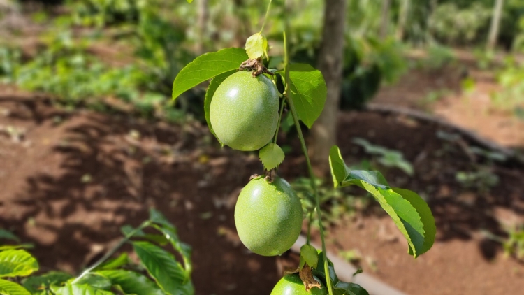 Rnê ƀon Bunong (Ca ngợi cuộc sống mới)