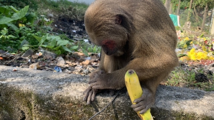 Thừa Thiên Huế: P’loh bhoọt mặt bhrôông chô ooy crâng