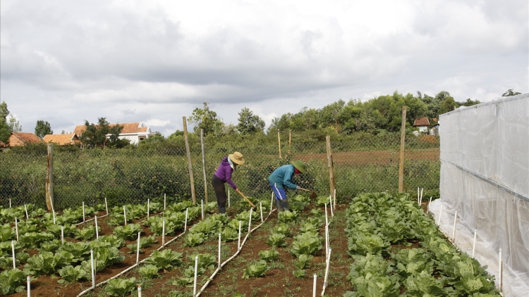 Bình Định: K’rong xay bhrợ c’lâng bhrợ cha ha đha nuôr acoon coh