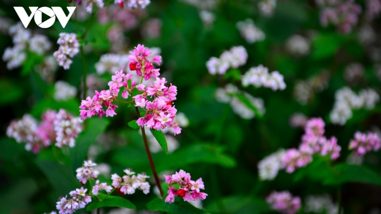 CHƯƠNG TRÌNH KHAY HENG TÀY NÙNG  (Thứ Hai – Vằn 20/03/2023)