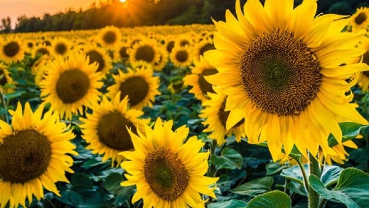 Danak dak sap Cam 03_03_2023