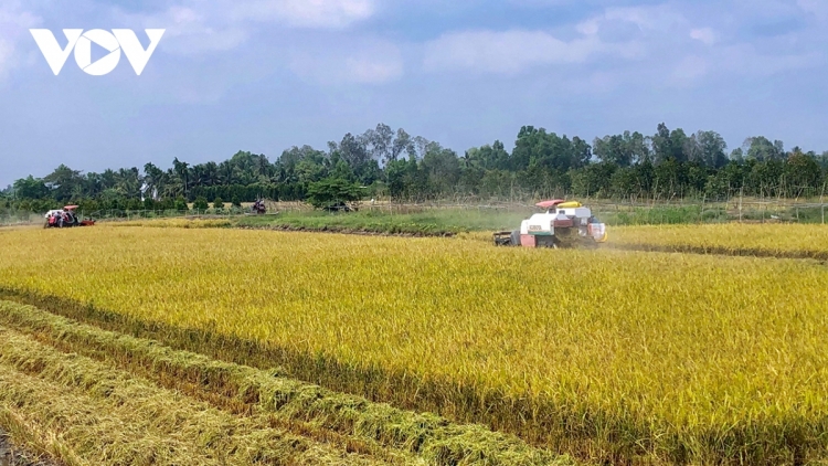 URANG NGAK NONG DI DOM TỈNH, BAN MIỀN TÂY YAU HẬU GIANG, SÓC TRĂNG, BẠC LIÊU, CẦN THƠ... DAOK YAM TAME BILAN YUAK PADAI ĐÔNG XUÂN