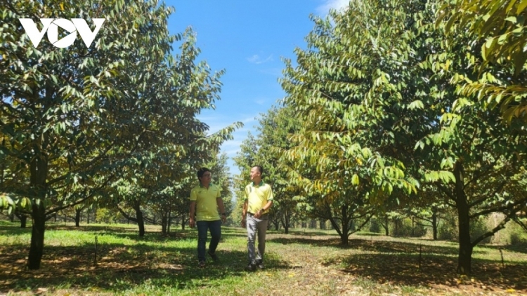 Tơroi hăm kon pơlei nĕ kơdih lang xă teh pơtăm sâu riêng