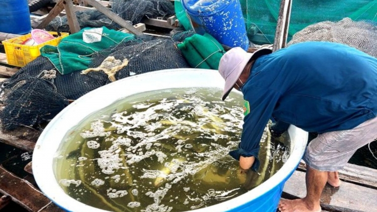 MENG AKAOK THUN TAL INI, YAOM IKAN RAONG DALAM LỒNG BÈ DI KIÊN GIANG TAGOK KHANG SAONG DAOK DI YAOM GLAONG