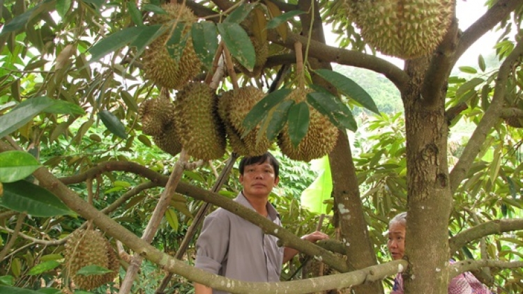 Mâo klei mtă amâo mâo duah bi kluh pla lu boh durian ôh 