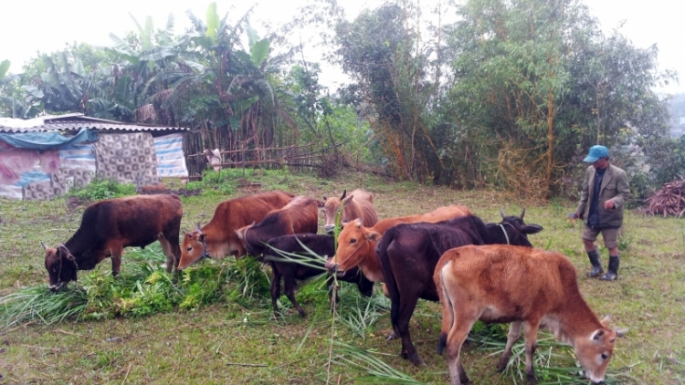 Thừa Thiên Huế: Xay moon t’nil c’leh chr’hoong A Lưới lâng Nhãn hiệu k’bhuh “Lệê k’roọc rơơc A Lưới”