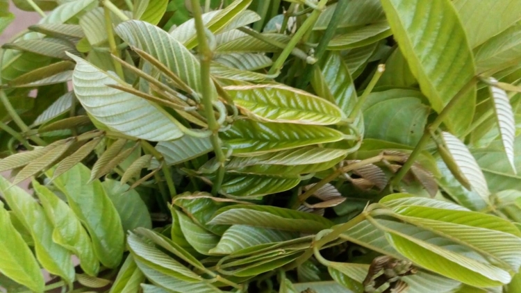 Ală phan sa krơi is ngan bơh Djam ƀlê