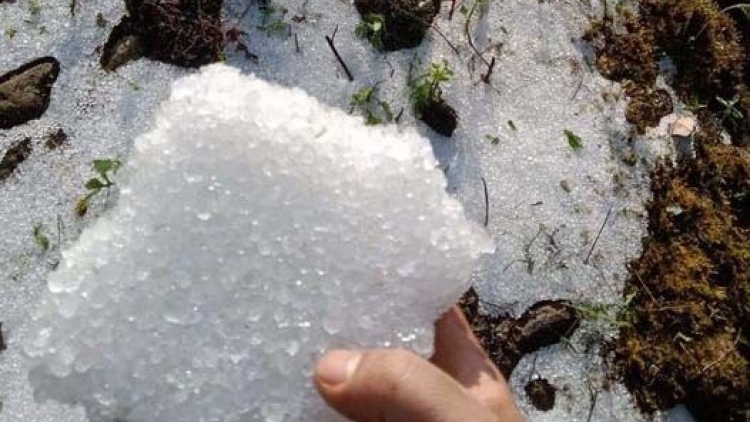 Kon Tum: Athei bơngai pơtăm Sâm Ngọc Linh kơchăng tang găn tŏ ‘mi kial chrih chrĕng