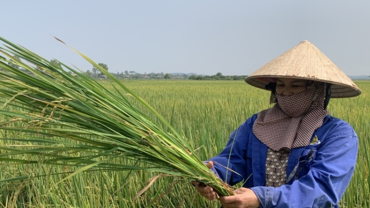 Hơdôm rơtuh ektar pơdai TS24, St25 ƀơi Dak Lak, Dak Nông hơbô aka ƀu thâo yua hơget