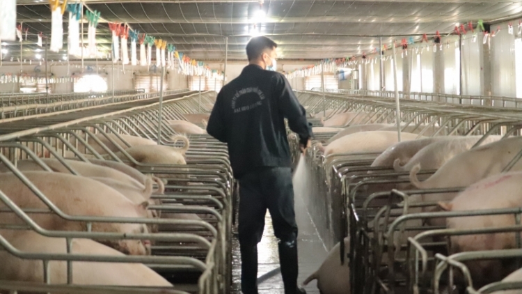 Gia Lai hơtŏk loi dơ̆ng hơlen lăng, dăr lăng dôm tơdrong jang vei rong kon tơrong tih