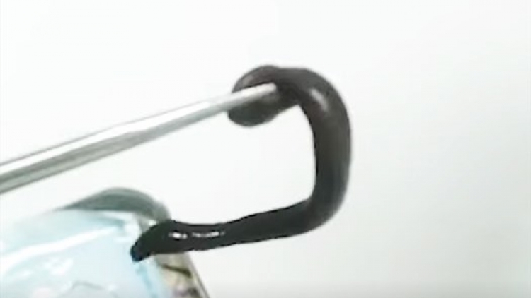 Ta cắp pay đỉa dal k’nặ 10cm coh moh âng muy cha năc đhanuôr đhị Nam Giang