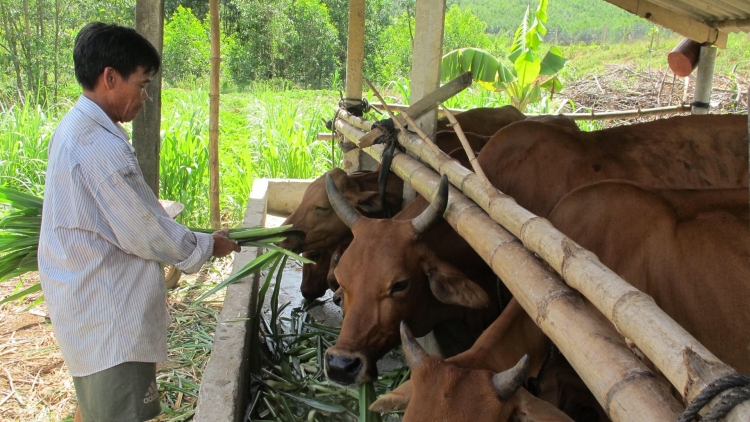 Chroi k’rong bh’rợ pa dưr chr’năp tr’haanh ting k’bhuh “Lêệ k’roọc rơơc A Lưới”
