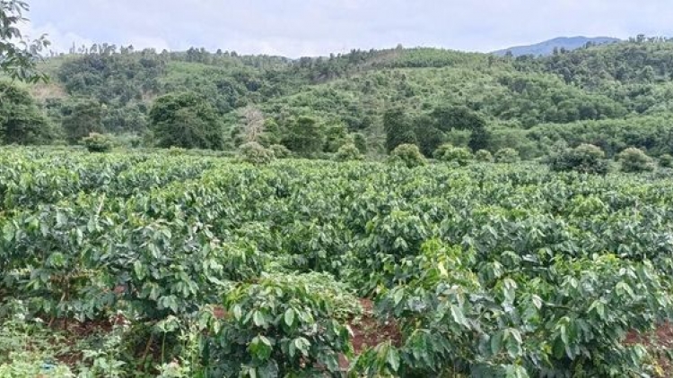 Hướng Hóa: Năc lêy choh cớ 160 heca ta cà phê coh c’moo 2023