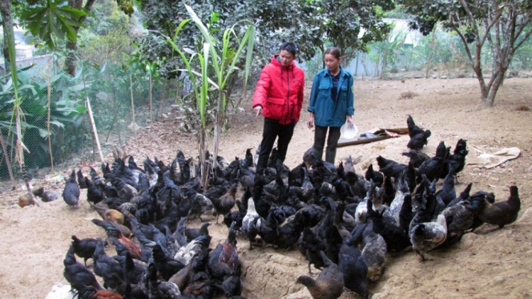 Tsaz yênhx nta suôz luk Hmôngz hnuz 7-4-2024