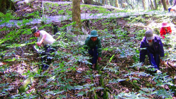 Quảng Nam: Hội Đông y zước pa đhêy dự án đắh tơơm zanươu