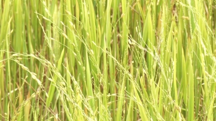 Kon Tum: Kial hơbŭt, ‘mi prĕr pơm hiong răm vă jê̆ 6 ti 800 triu hlak jên