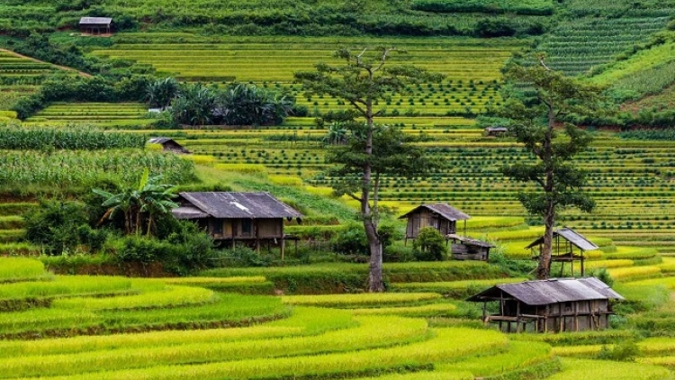 Phai paz nhây phiến