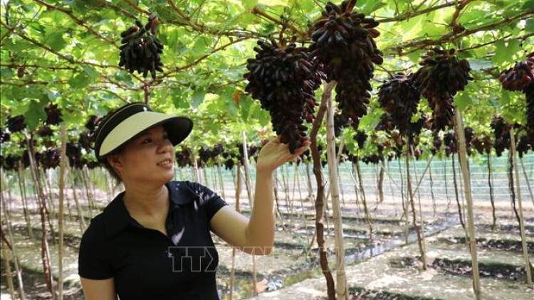 NINH THUẬN PATAGOK YAOM NGAK MBANG MENG BRUK NGAK NONG PANDAR CÔNG NGHỆ ILAMU GLAONG