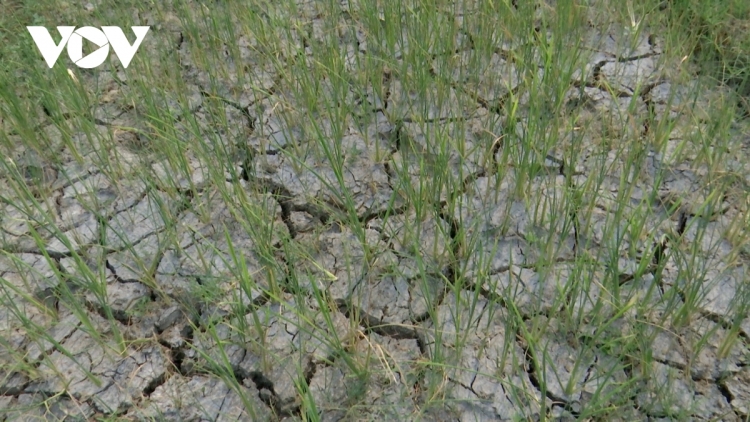 Nông dân Sơn La “T’bhlầng lưch c’rơ” cha groong cha noong xơơt bhrơợng coh đanh đươnh