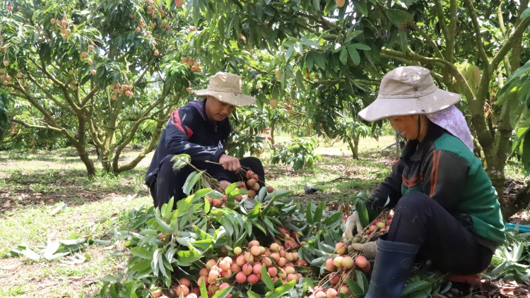 Dak Lak: Play vải dŭm ơm jŭr geh, rnoh khlay hao