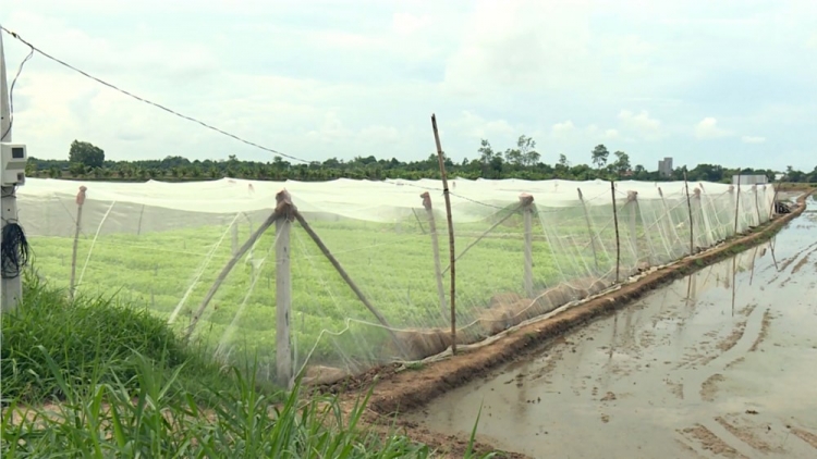 Trà Vinh: Lâh 625 tỷ đồng bhrợ bh’rợ pa dưr pr’ắt tr’mông zr’lụ đhanuôr acoon coh lâng da ding k’coong