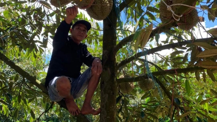 Pêt hên hĭn plâi sầu riêng a Tây Nguyên – trâm pá ƀă tơ’lêi hlâu  Ƀai 3: ‘Nâi vâi ‘nâi pin tung roh tơxup tơbriât kân