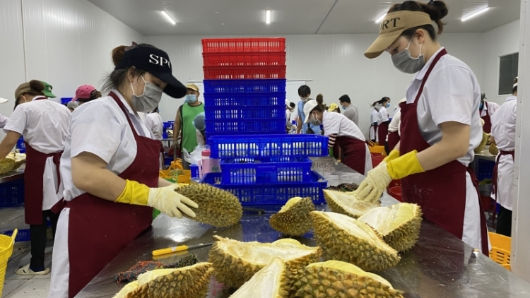 Ƀai 1: Sầu riêng dế mơnhâu kơphế krá tơniăn