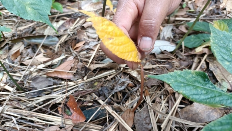 Pơgang hlăt kman ƀong phun Sâm Ngọc Linh