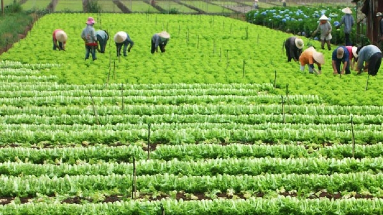 Quảng Nam vêy lâh 115 héc ta tơơm chr’noh xay moon cr’noọ xa nay VietGAP